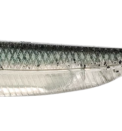 Fish Arrow Flash J Straight Tail Shad DROP SHOTS