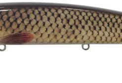 Musky Mania Jake 10
