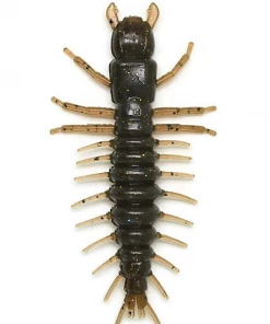 Nikko Hellgrammite 3"