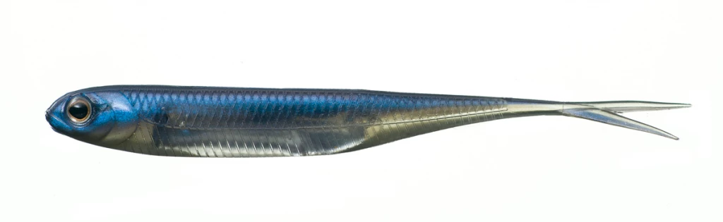 Fish Arrow Flash J Split Tail Shad DROP SHOTS 6 Fish Arrow Flash J Split Tail Shad DROP SHOTS