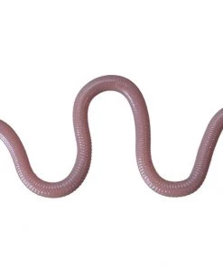 FINESSE WORMS O.S.P MMZ Chibi (Small)